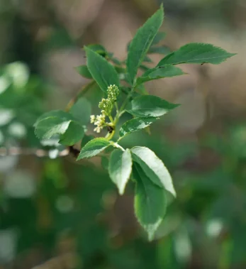 Close-up of green leaves representing growth, healing and resilience