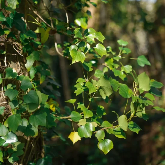 Green foliage in a woodland environment