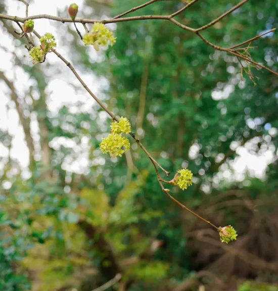 Yellow wildflowers growing in a natural woodland setting